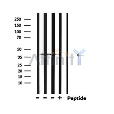 GAPDH Antibody 