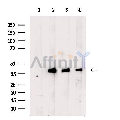 beta Actin Antibody