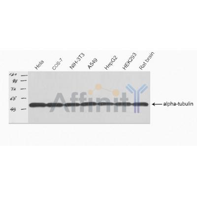 Tubulin alpha Antibody