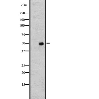 alpha Tubulin 4A Antibody