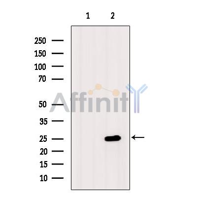 Cyclophilin B Antibody