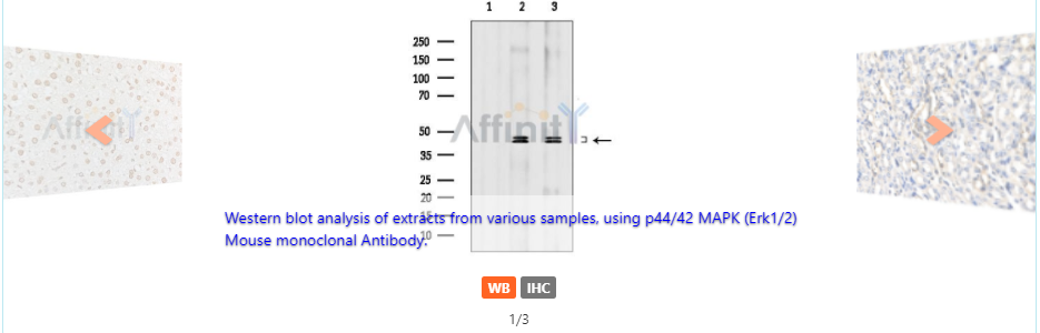 p44/42 MAPK (Erk1/2) Mouse monoclonal Antibody