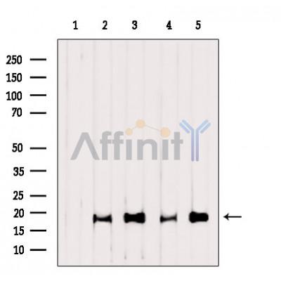 Cleaved-Caspase 3 (Asp175), p17 Antibody