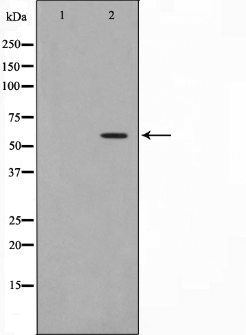 Phospho-HBP1 (Ser402) Antibody