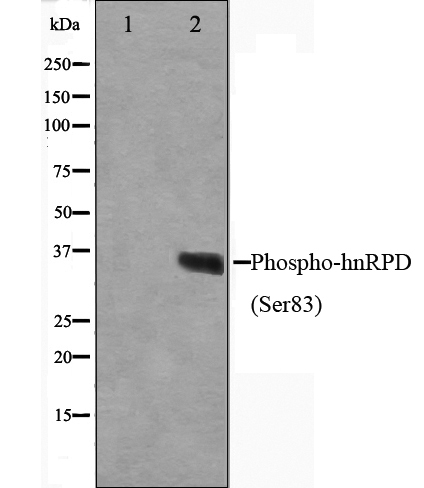 磷酸化氢RPD （Ser83） 抗体
