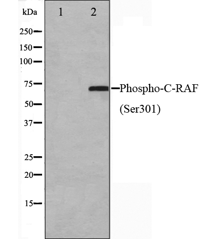 磷酸化-C-RAF （Ser301） 抗体