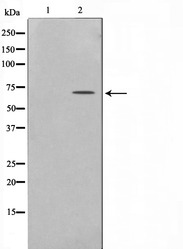 Phospho-Paxillin (Ser178) Antibody