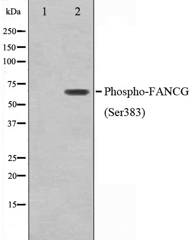 Phospho-FANCG (Ser383) Antibody