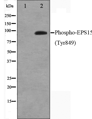 Phospho-EPS15 (Tyr849) Antibody