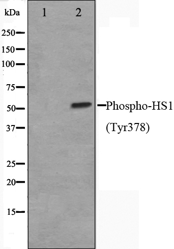 Phospho-HCLS1 (Tyr378) Antibody 