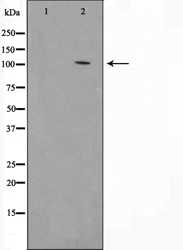 Phospho-VAV3 (Tyr173) Antibody