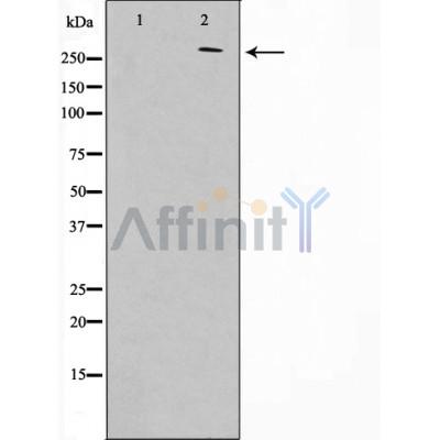 Phospho-APC (Ser2054) Antibody