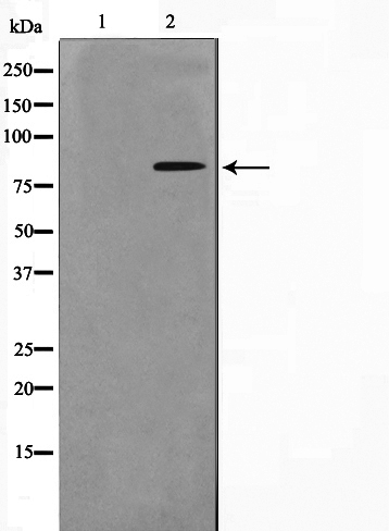 Phospho-p95/NBS1 (Ser278) Antibody 