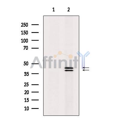 Phospho-ERK1/2 (Thr202/Tyr204) Antibody 