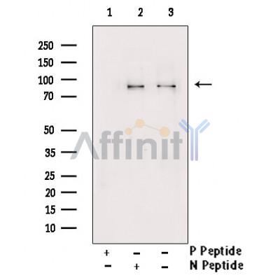 Phospho-Gab2 (Tyr643) Antibody 