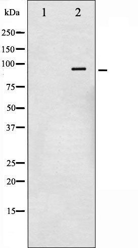 Phospho-NR3C1 (Ser211) Antibody