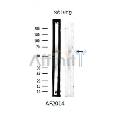 Phospho-Chk1 (Ser280) Antibody