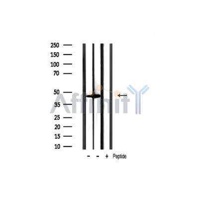 Phospho-GSK3 beta (Ser9) Antibody