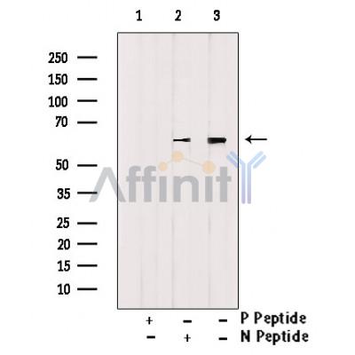 Phospho-c-Fos (Ser32) Antibody