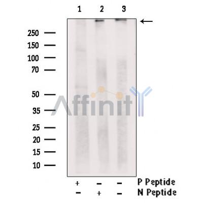 Phospho-RYR3 (Ser160) Antibody