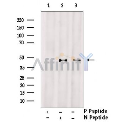 Phospho-Connexin 43 / GJA1 (Ser262) Antibody