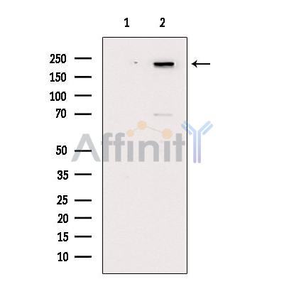 Phospho-Afadin (Ser1799) Antibody