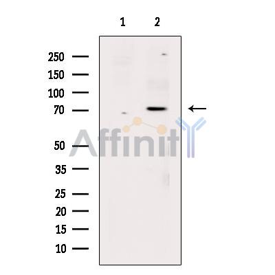 Phospho-RUNX1 / AML1 (Ser249) Antibody