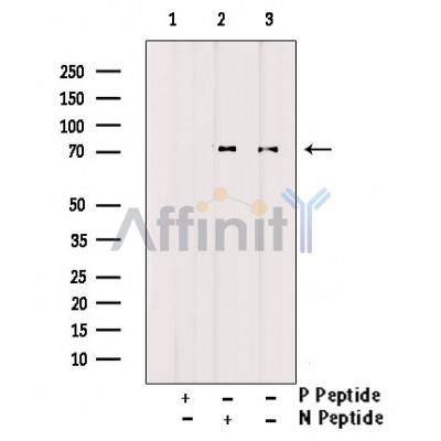 Phospho-Atg13 (Ser355) Antibody