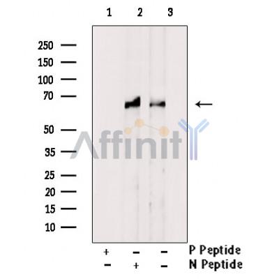 Phospho-Atg14 (Ser29) Antibody