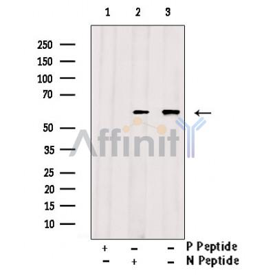 Phospho-Beclin 1 (Ser15) Antibody