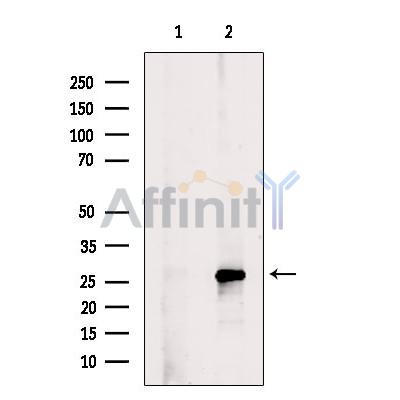 Phospho-Bim (Ser77) Antibody