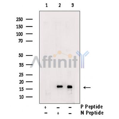 Phospho-CENPA (Ser7) Antibody